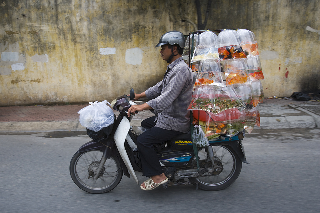 Bikes of Burden - Goldfish