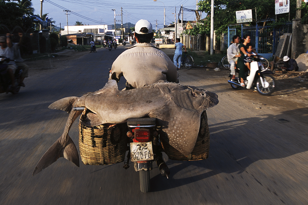 Bikes of Burden - Sandshark