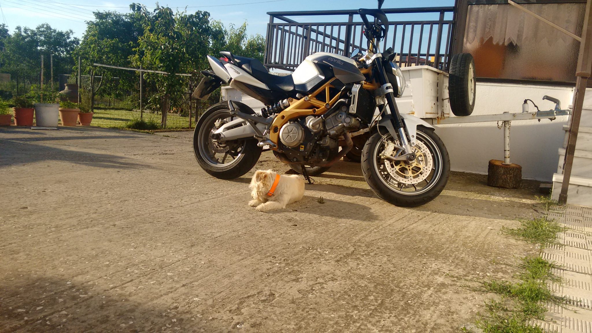 Tzele – Aprilia Shiver 750