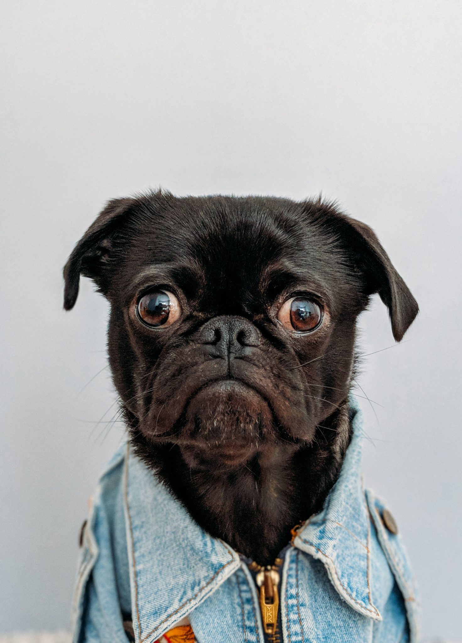 Dog wearing denim jacket