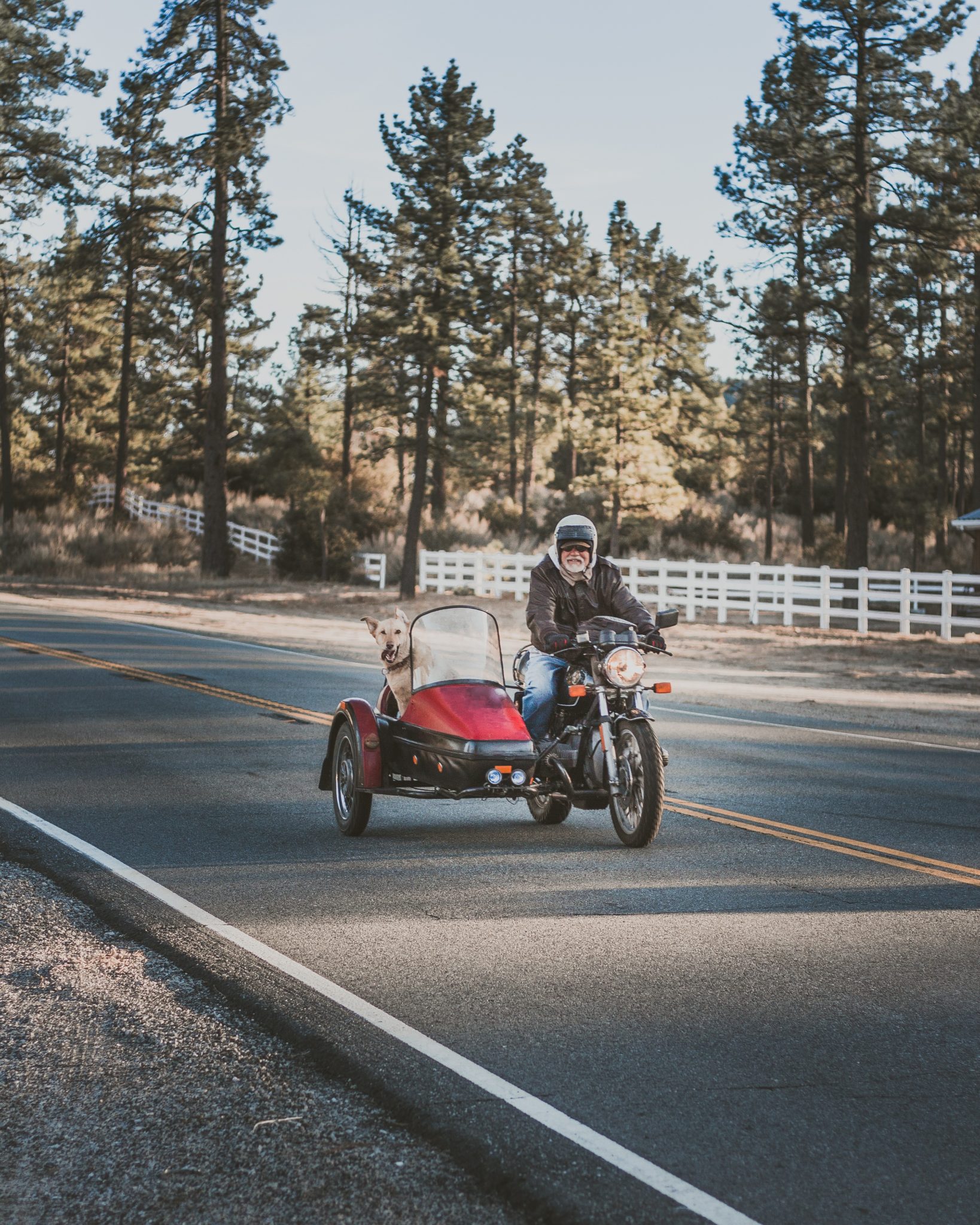 Biker with dog in sidecar