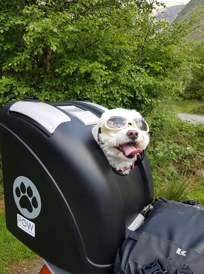 Motorbike Milly crowned ‘Britain’s Best Biking Buddy’