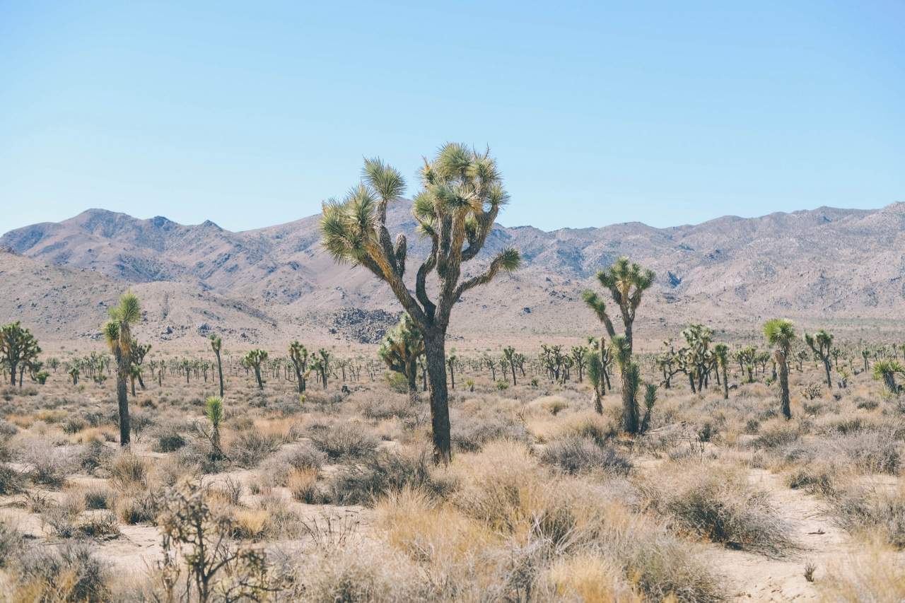 Joshua Tree