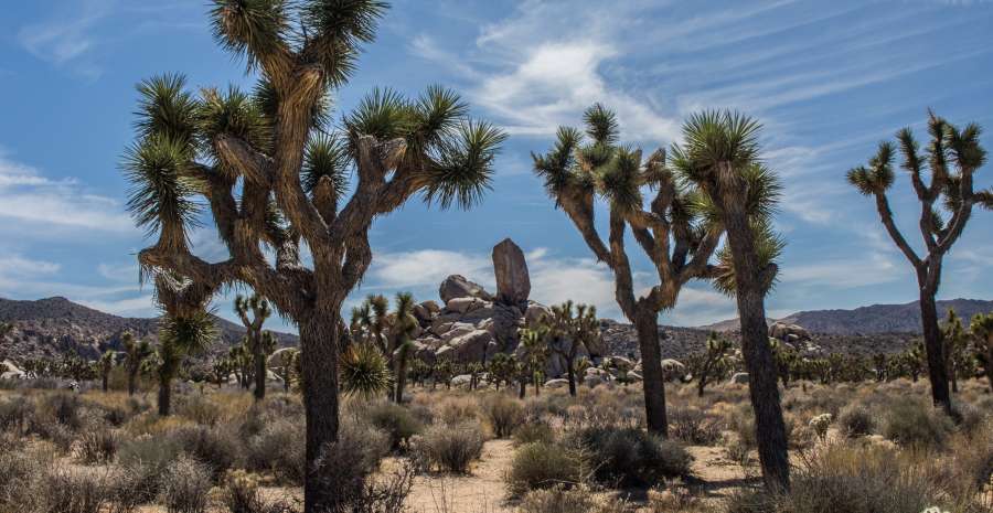 Joshua Tree credit Owen Rupp Unsplash