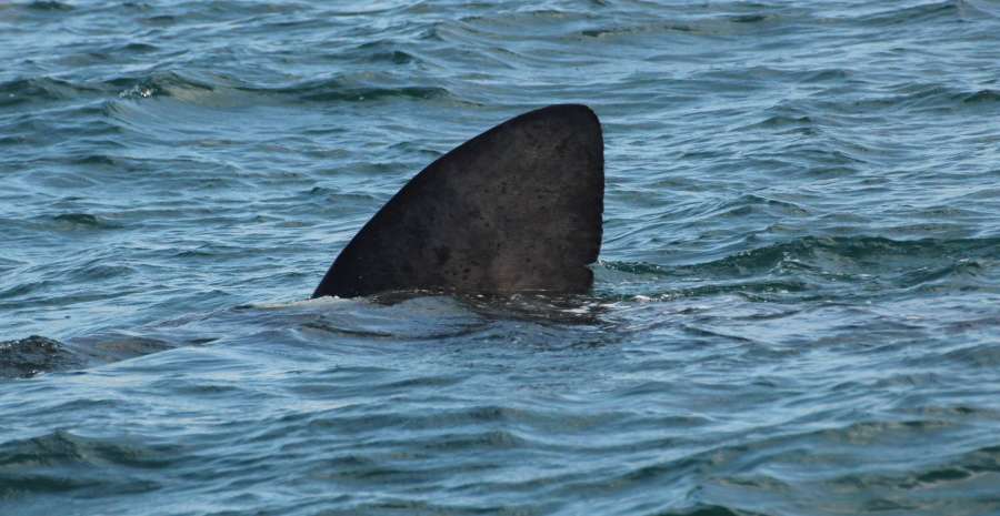 Manx Basking Shark Watch FB